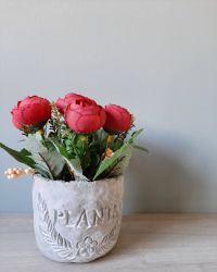 rose photo